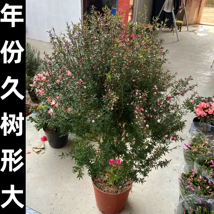 <8年苗高1米-1.1米>澳洲松红梅盆栽带花苞超长花期耐寒耐热庭院