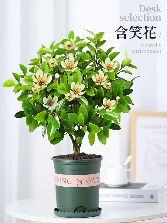 含笑花盆栽绿植四季常青木本植物好养易活花香水果味耐寒耐旱花卉