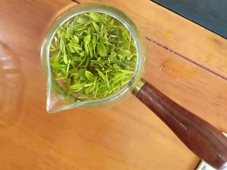 4月12日日照绿茶早春茶试喝装春茶头采
