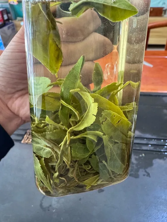 日照绿茶2024年秋茶二细料