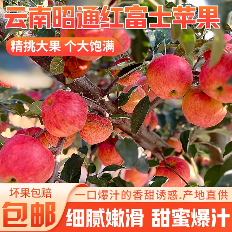云南昭通红富士冰糖心苹果脆甜可口泡沫整箱助农水果批发果园直发