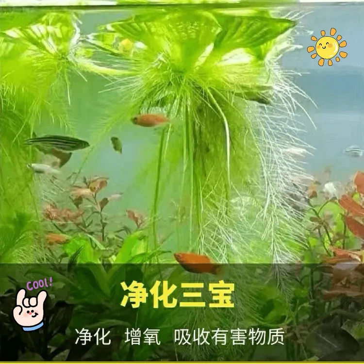 浮萍水草水芙蓉耐寒养鱼龟缸造景装饰水培植物净化水质懒人阳水草