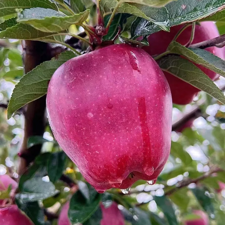 【花牛苹果】正宗花牛苹果平安果新鲜采摘9/18枚无催熟精选产地直发