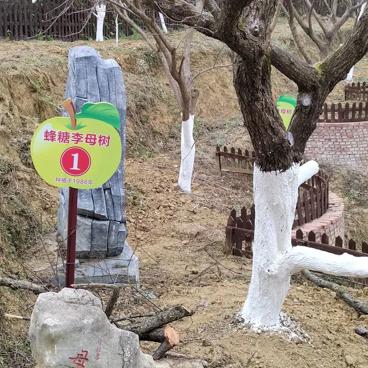 六马蜂糖李原生苗 原产地直发