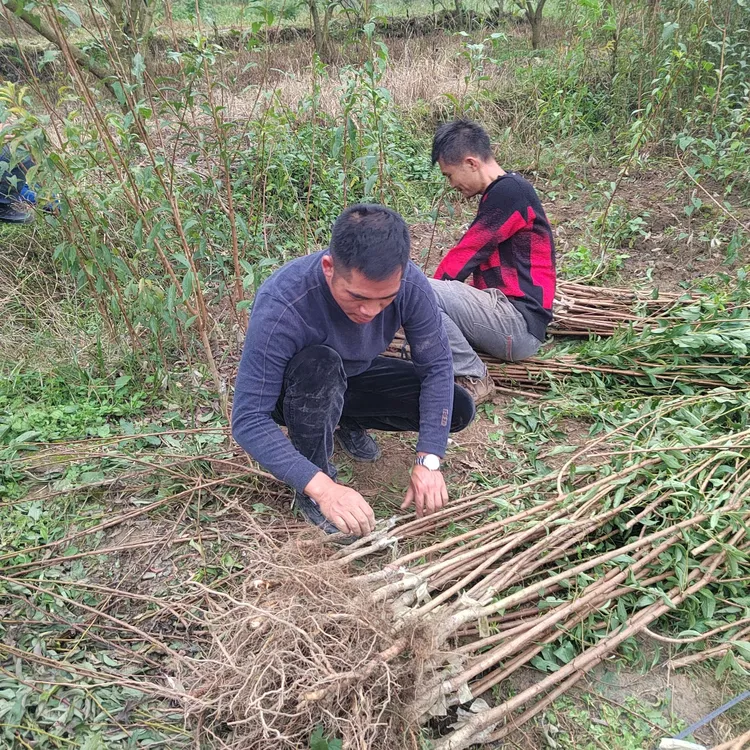 六马蜂糖李一代嫁接苗 原产地现挖基地直发包邮