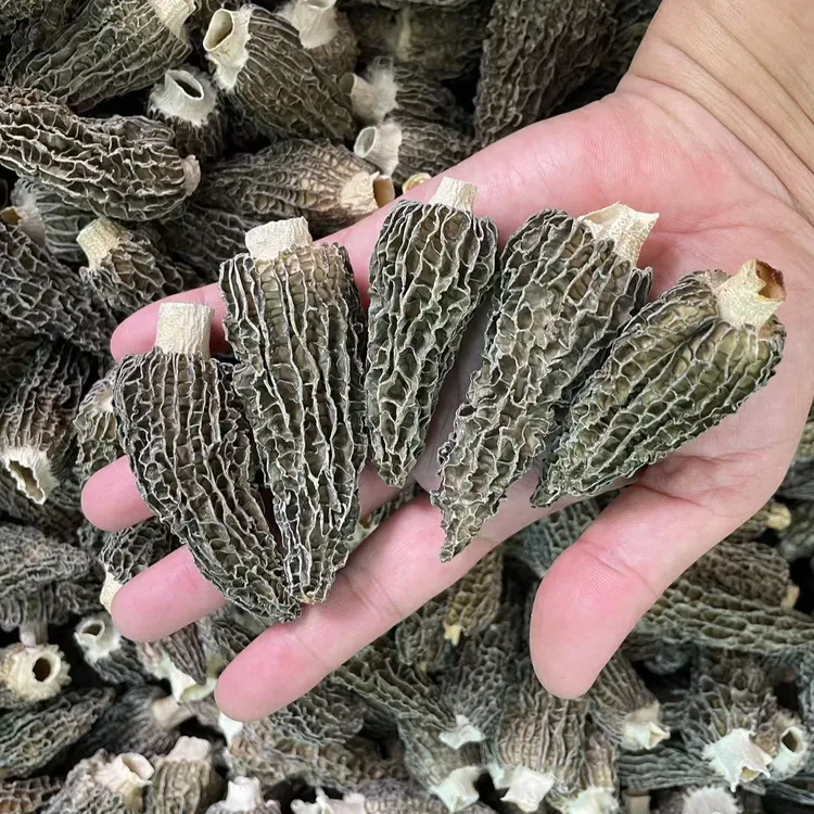 补芝林 羊肚菌5-8CM厚实剪脚