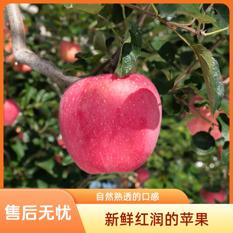 云南昭通红富士冰糖心丑苹果