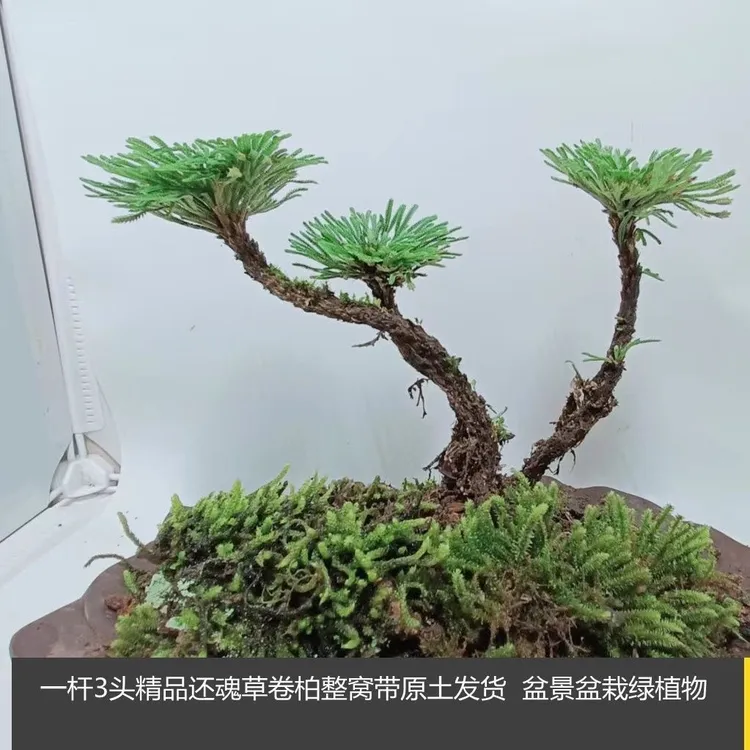 微景植物九死还魂草卷柏 见水还阳复活草 微型造景绿植盆景盆栽