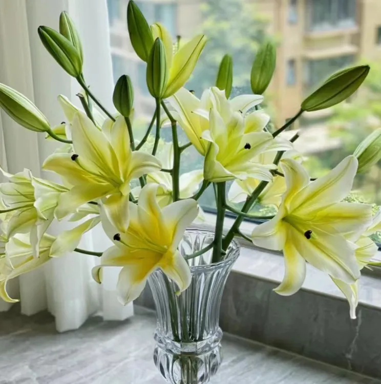 【黄天霸】浓香型香水百合鲜花花束水养鲜花真花家居鲜花养护简单