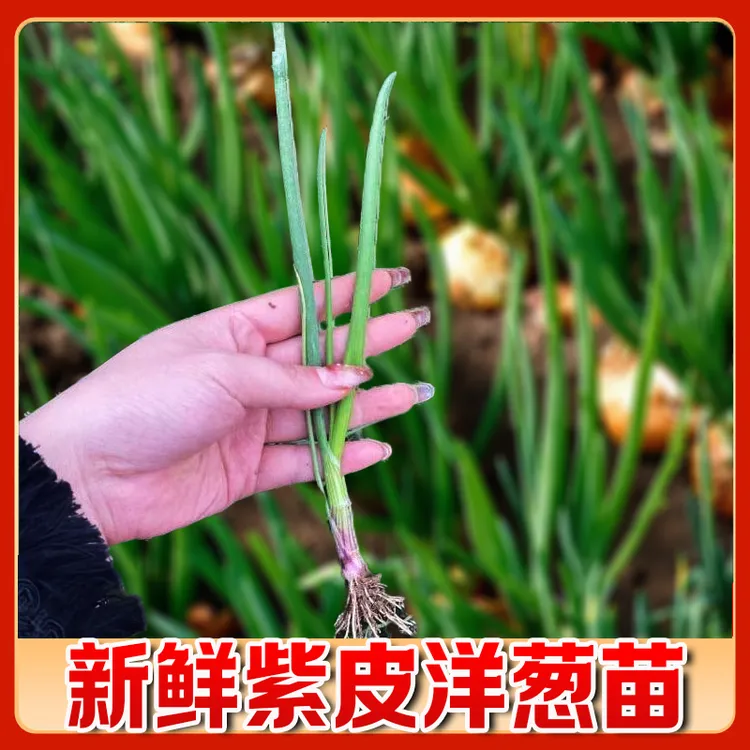 优质水果洋葱种子苗栽苗高桩洋葱苗蒜苗种植圆葱头基地实发
