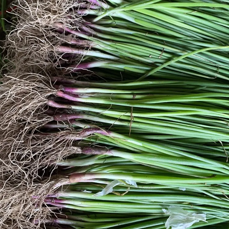 优质现挖现发紫皮水果洋葱苗栽高桩食用种植圆葱头实发50棵