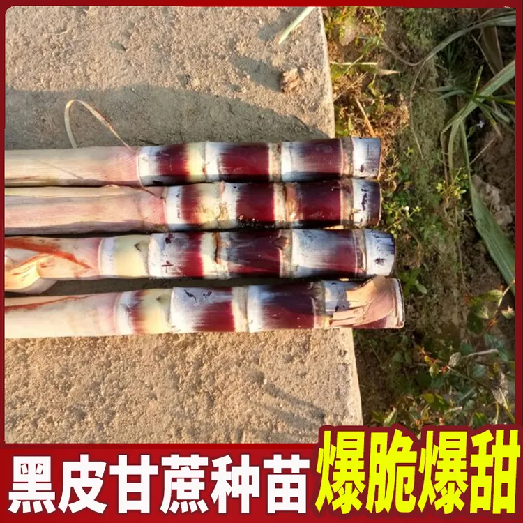 正宗黑皮甘蔗苗种培植黑皮皮甘蔗种苗苗量大优四季种植土壤节节高