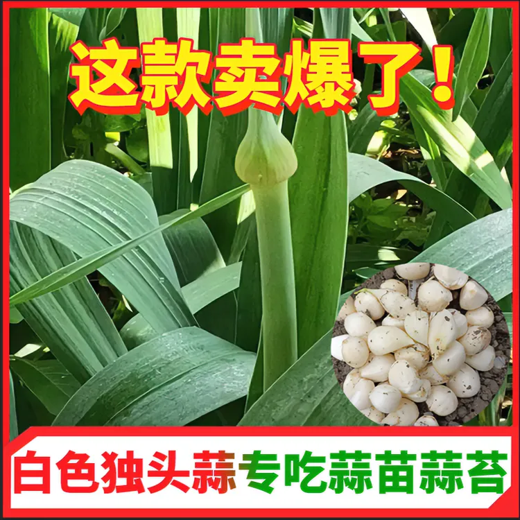 正宗洋大蒜种宽叶蒜苗水果粗蒜苔大蒜种蒜瓣蒜苗出蒜苔种