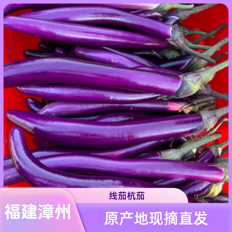 线茄 杭茄 704杭茄 精品线茄 福建漳州 原产地 现采现发
