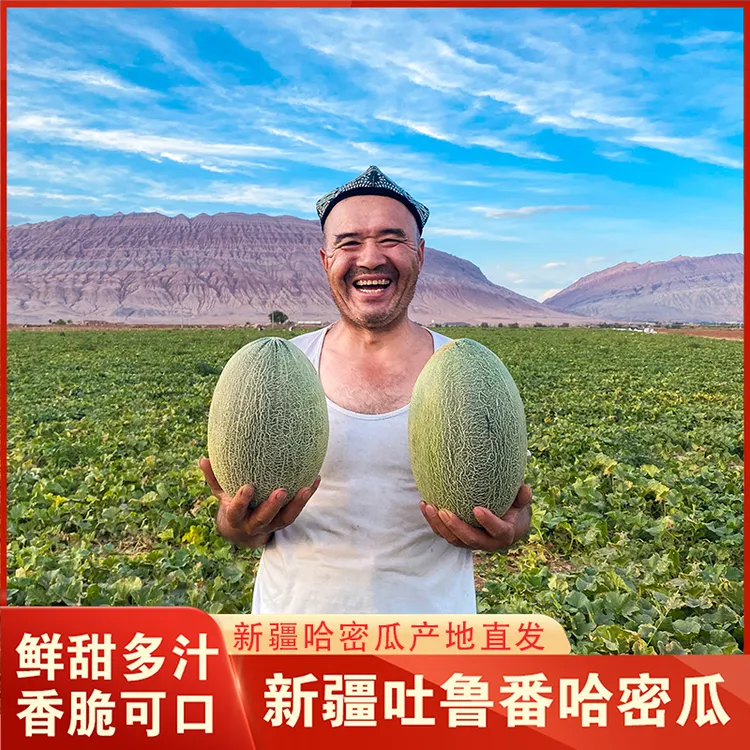 递丽疆新疆新鲜采摘吐鲁番西州蜜哈密瓜脆甜多汁当季鲜果产地直发