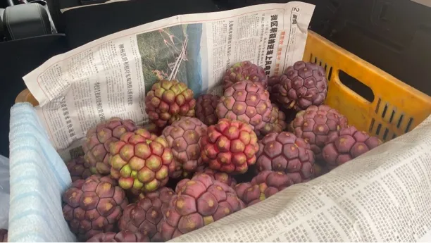 新鲜现摘黑老虎布福娜