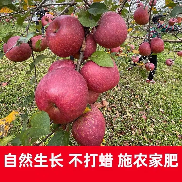 2024云南昭通红露苹果口感脆甜多汁现摘现发5斤9斤装