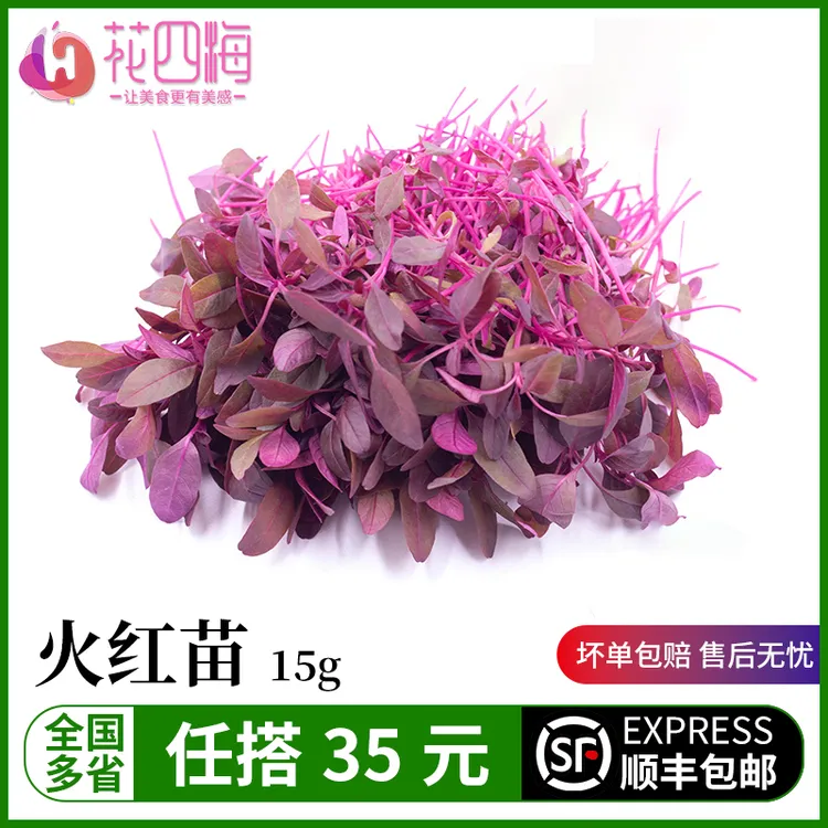 新鲜火红苗 酒红苗 斯卡纳苗 酒店西餐花草摆盘装饰15g