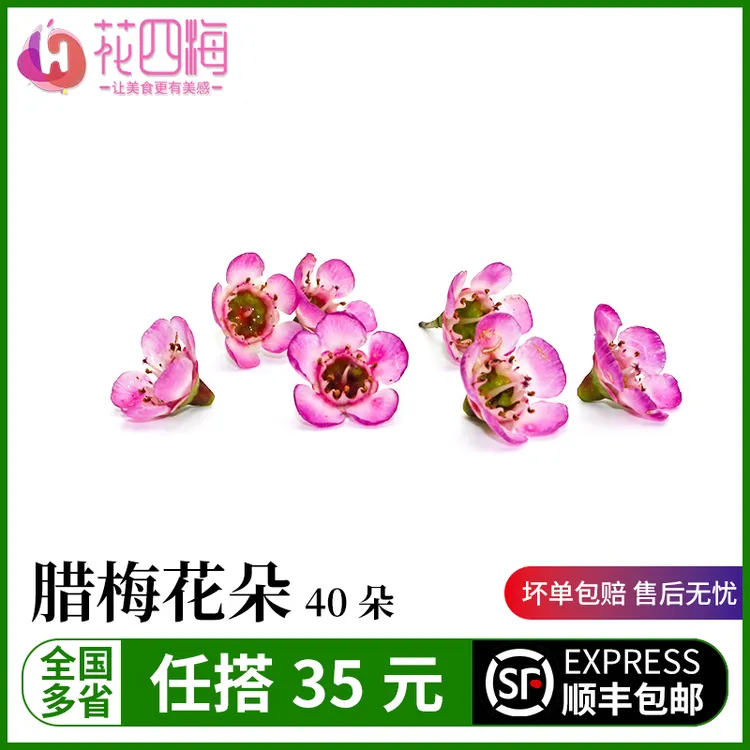 花四海新鲜 澳梅 腊梅花朵 3g日料酒店西餐摆盘装饰冷盘点缀花草 