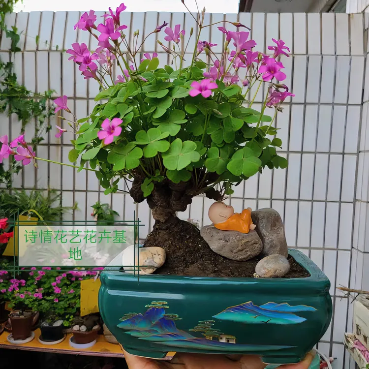 (四季开花)红花酢浆草老桩种球种子幸运懒人花卉绿植室内三叶草