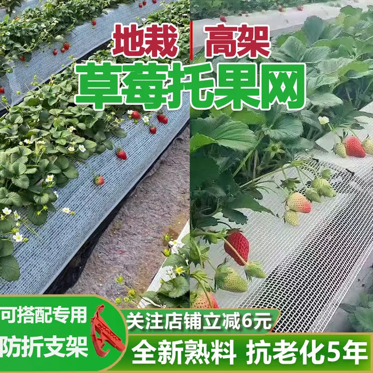 草莓托果网地栽草莓种植托果网兜高架遮草莓托架托果网支架支撑架