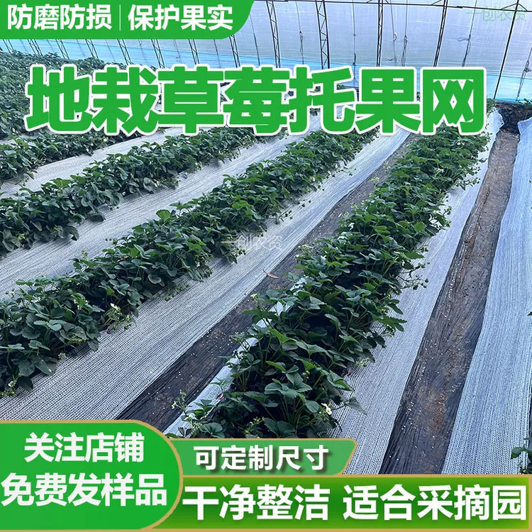 地栽草莓托果网遮阳网草莓种植托果网专用隔离网垫网拖果网果托网