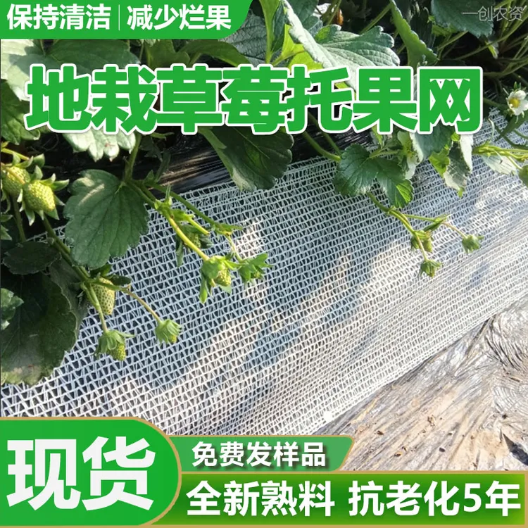 地栽草莓托果网遮阳网草莓种植托果网专用隔离网垫网拖果网果托网