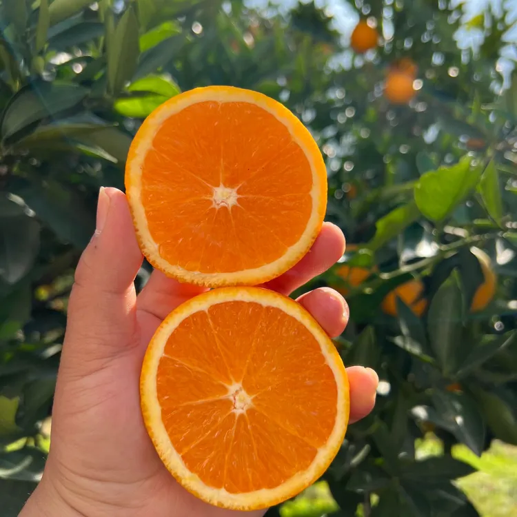 爆汁九月红果冻橙子带箱10斤装果农冬季新鲜水果包邮