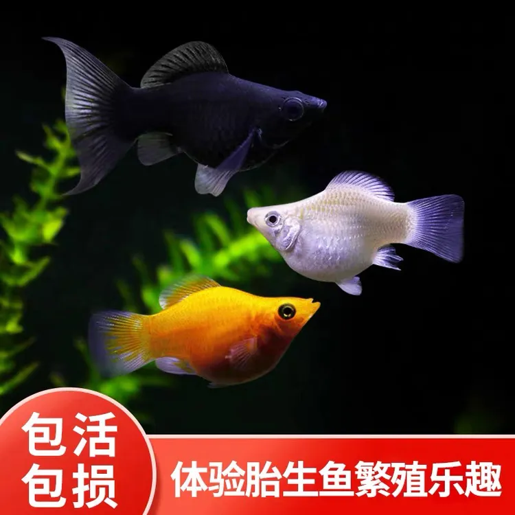 皮球鱼玛丽鱼三色玛丽黑玛丽鱼胎生鱼小型鱼观赏鱼家养热带鱼