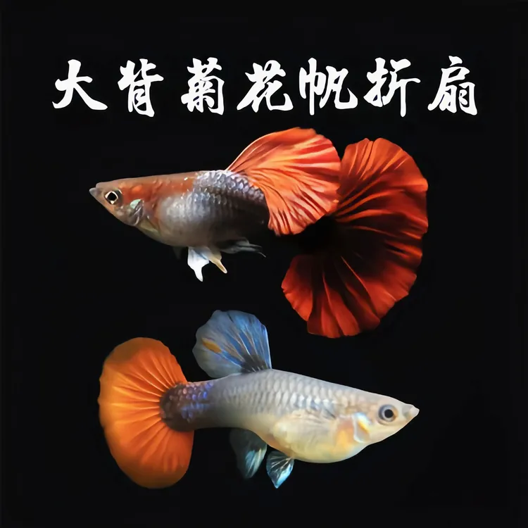 大背菊花帆折扇 精品孔雀鱼 热带鱼 家养小型鱼 胎生鱼