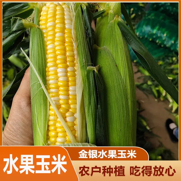 云南水果玉米现摘新鲜当季水果玉米粒棒甜苞米蔬菜整箱包邮