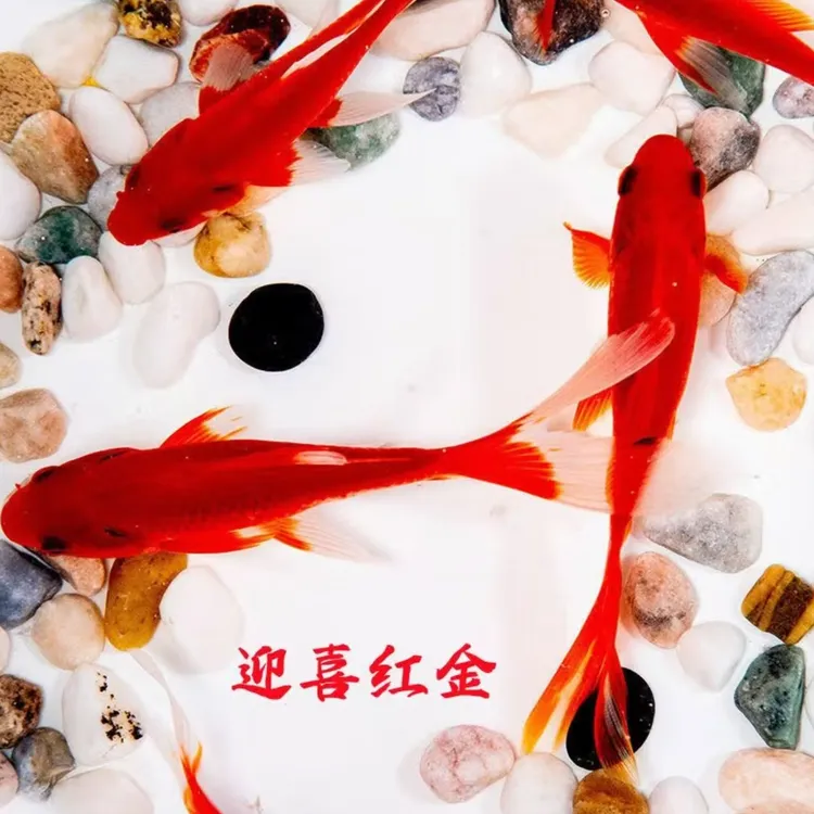 【小红草到手40条】3-5cm 小红草观赏鱼超萌好物观赏鱼活鱼金鱼锦鲤