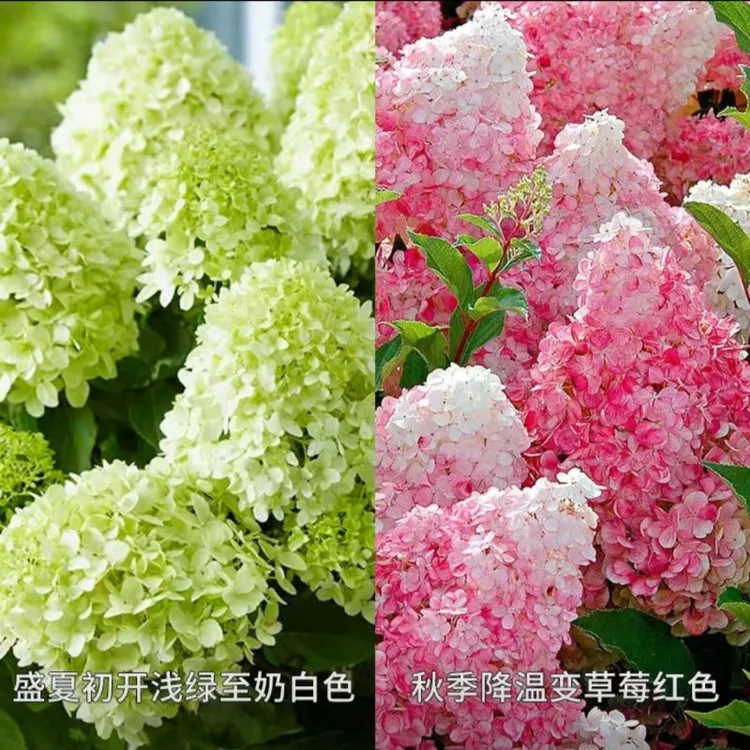 圆锥绣球中苗  耐寒耐热庭院栽培观赏花卉美观绣球花日常室外