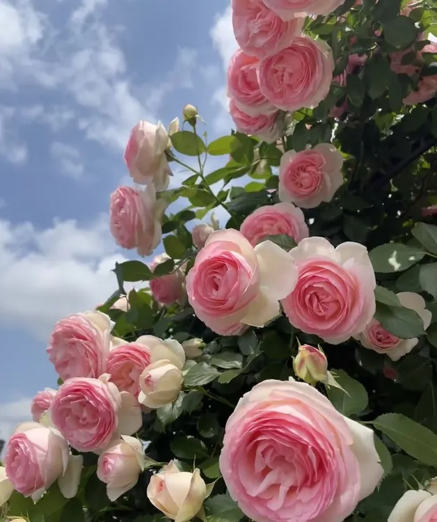 藤本月季欧月玫瑰爬藤蔷薇花苗植物盆栽花卉耐寒耐热花卉多季开花