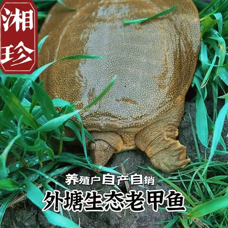 2只甲鱼农户直发生态老甲鱼外塘散养青黄背甲鱼 冷链包活包鲜