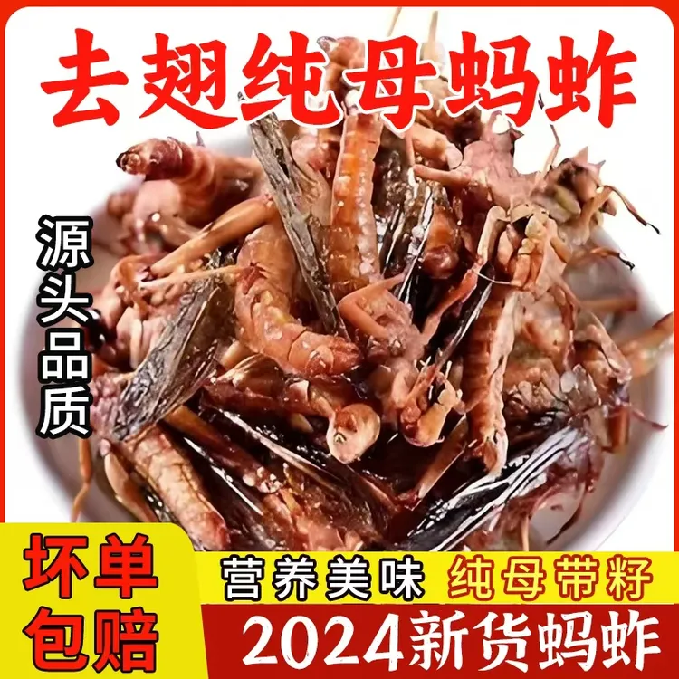 去翅纯母蚂蚱新货蚂蚱一斤装