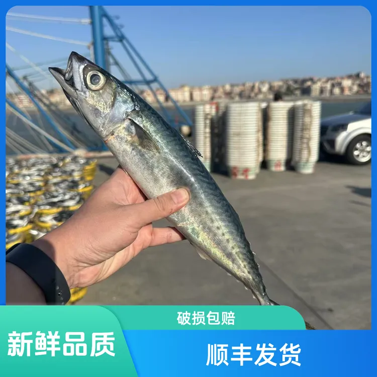 【5斤整箱装】花仙鱼.青花鱼.鲐鲅鱼低温速冻顺丰发货