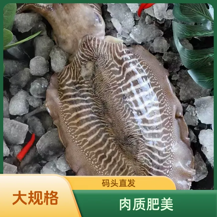 【加大墨斗鱼】台湾海峡大个头墨斗鱼