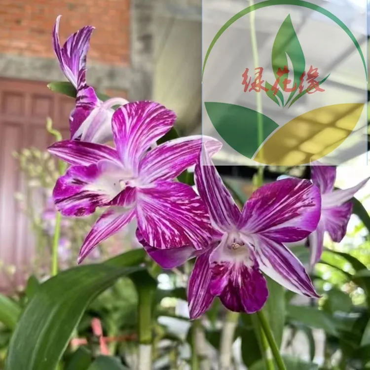 45【油画泼墨】带椰子壳不含盆（泰秋）秋石斛稀有品玩家收藏