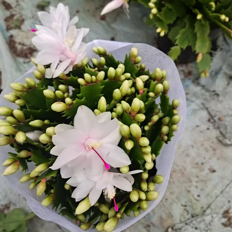 赛西尔白色蟹爪兰四季盆栽室内阳台养护绿植吸甲醛