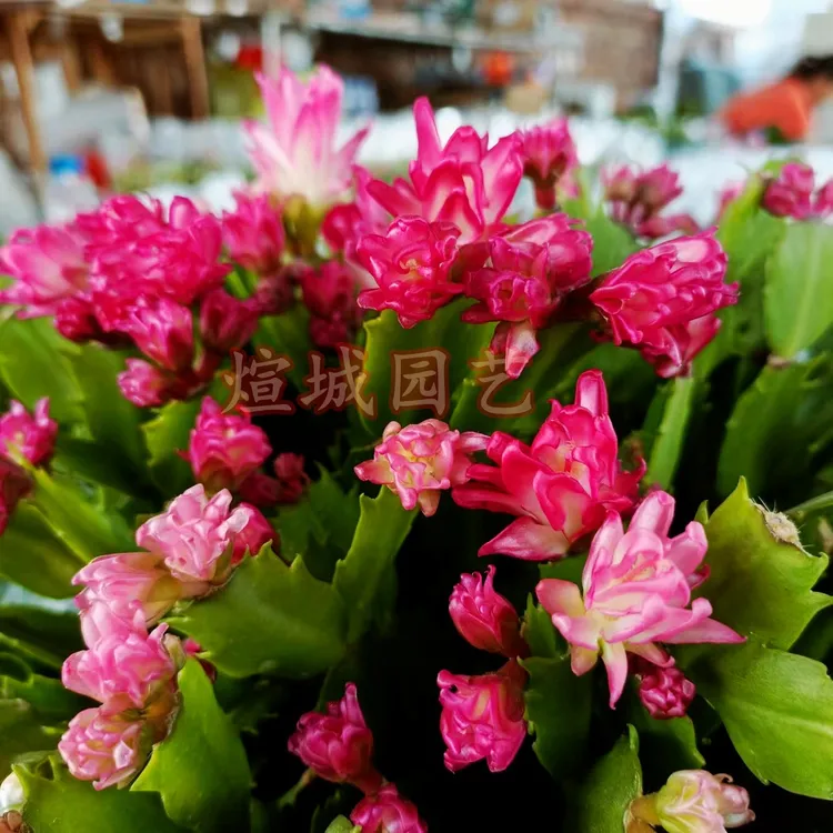 金堂种爆米花花卉种植适合庭院客厅开花带营养土