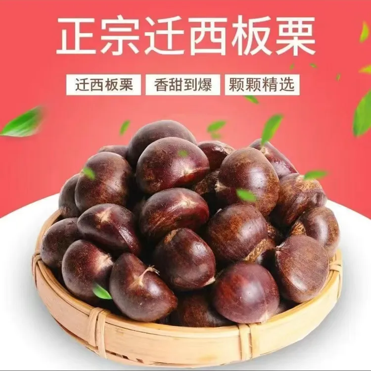 【特惠75粒】迁西板栗新鲜生栗子产地直卖软糯好剥皮
