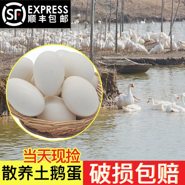 顺丰包邮新鲜鹅蛋孕妇农家散养土鹅蛋正宗特产现捡大个生鹅蛋精品