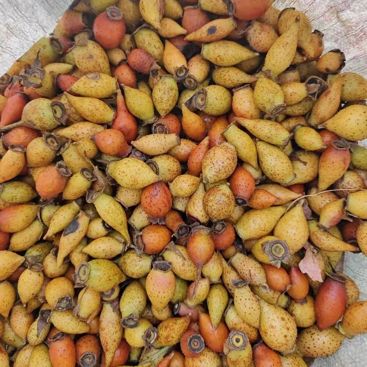 湖南新鲜现摘金樱子泡酒新鲜现摘湖南水果刺梨青果