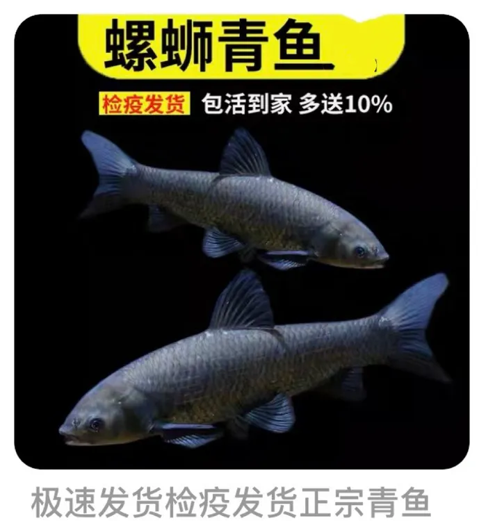 大尺寸四川优质螺丝青黑皖鱼水族活体鱼可食用鱼宠物鱼观赏鱼均可