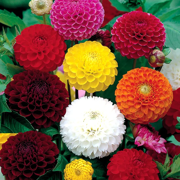 大丽菊花地瓜花大丽花种球庭院种植盆栽植物球根花卉阳台种植室内