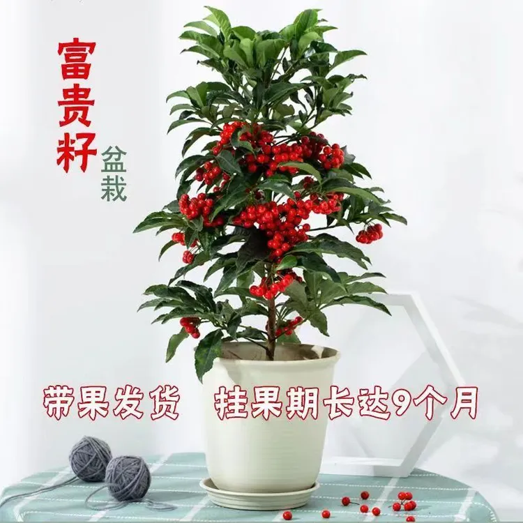 富贵籽盆栽带果发货黄金万两室内盆栽金玉满堂富贵籽盆景耐寒花卉