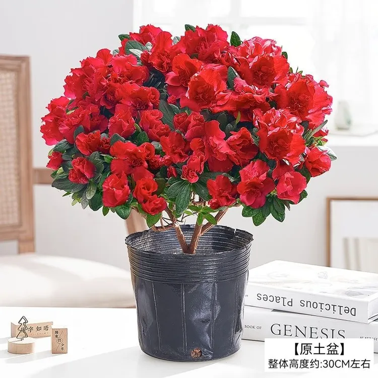 杨梅红杜鹃花四季开花盆栽室内外阳台好养花卉绿植户外花苞老桩