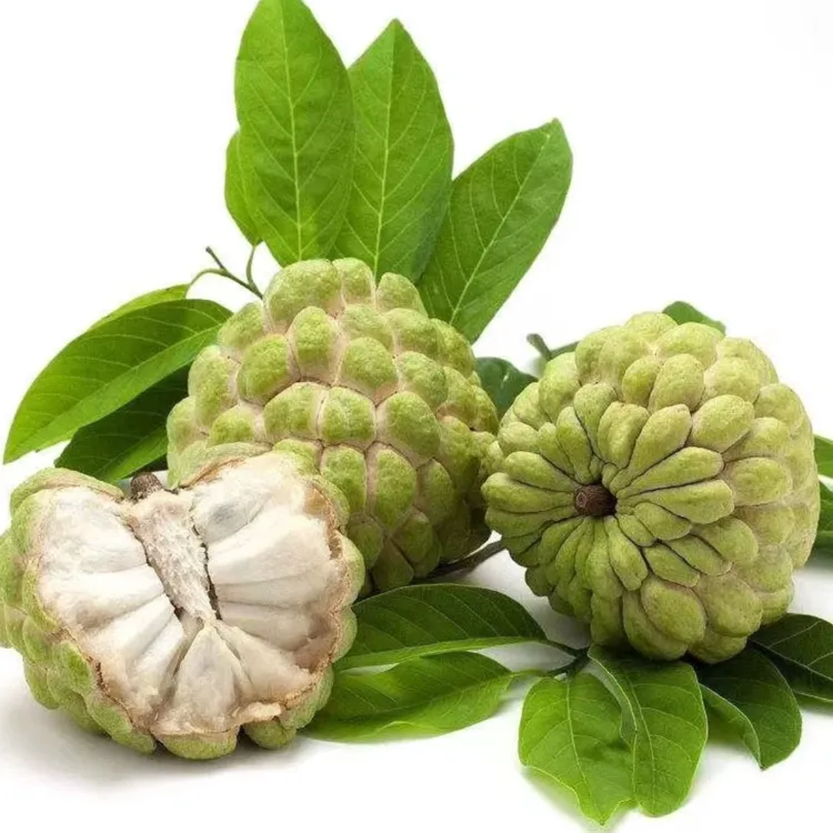 【九佳推荐】潮汕林檎 释迦果 番荔枝 当季水果 现摘现发3斤5斤装