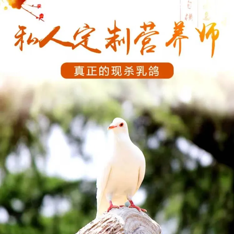 坏单包赔农家新鲜现宰乳鸽散养老鸽子肉顺丰发货